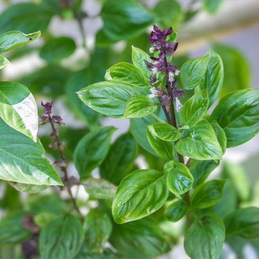 Licorice Basil Seeds 50 Count Non-GMO Culinary Herb Ocimum basilicum Herb for Cooking Gardening
