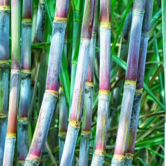 Live Sugarcane Plant Cuttings – Organic Purple Saccharum officinarum Starter Plants for Gardening and Propagation