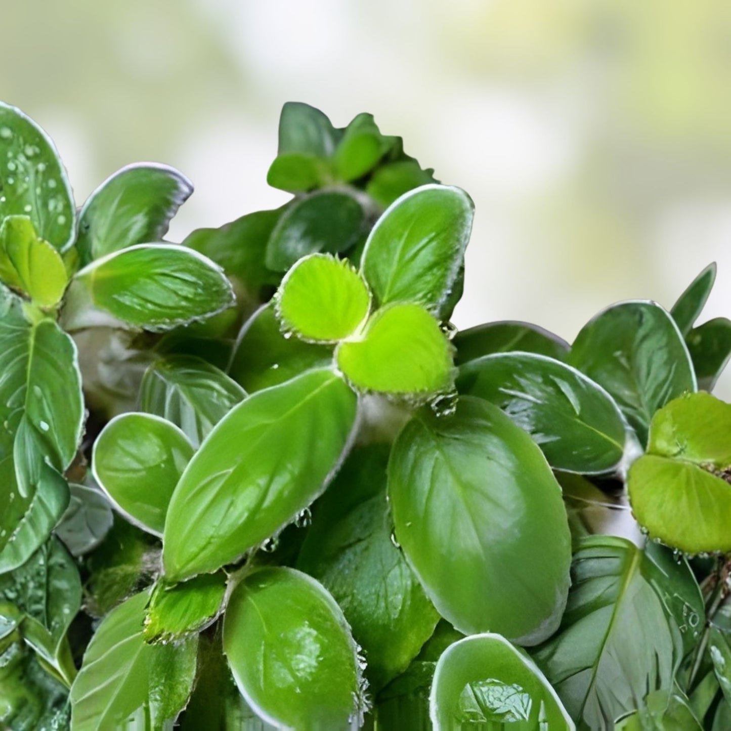 Nautilocalyx Adenosiphon Cuttings - Tropical Houseplant, Terrarium Plants, Live Plant, Starter Plant, Indoor Plant, Green Foliage