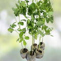 Organic Moringa oleifera Cuttings 5 Pack - Live Plant Clippings for Gardening, Nutrition, Florida Grown