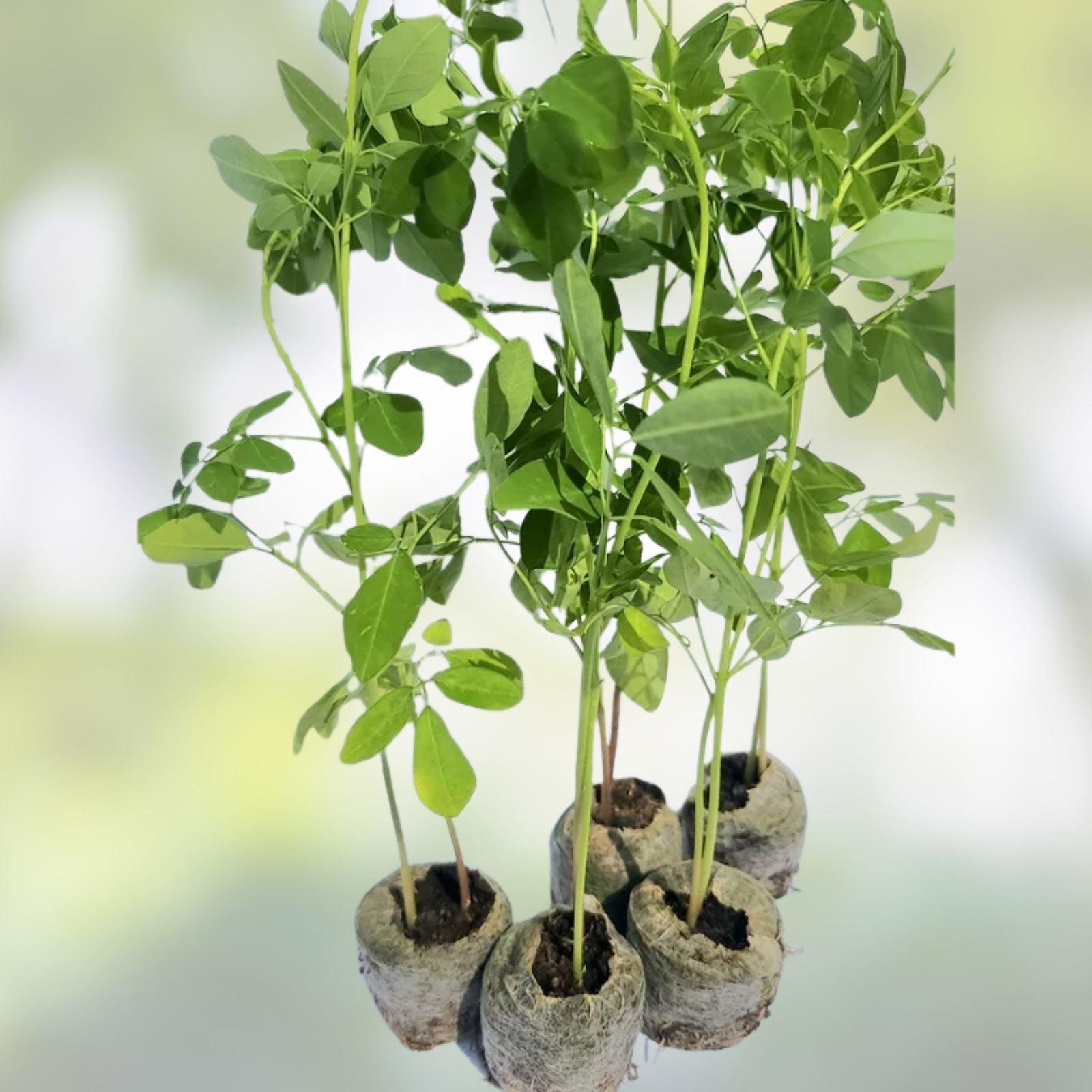 Organic Moringa oleifera Cuttings 5 Pack - Live Plant Clippings for Gardening, Nutrition, Florida Grown