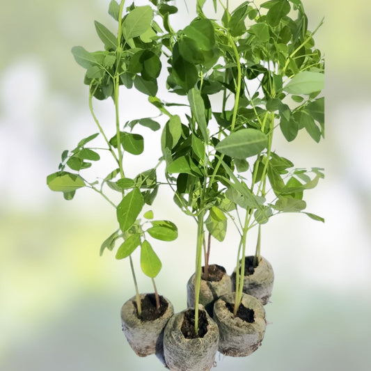Organic Moringa oleifera Cuttings 5 Pack - Live Plant Clippings for Gardening, Nutrition, Florida Grown