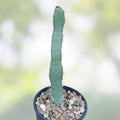 Euphorbia opuntioides Succulent Cutting - Live Plant for Garden Decor, Cactus Alternative, Houseplant, Starter Plant