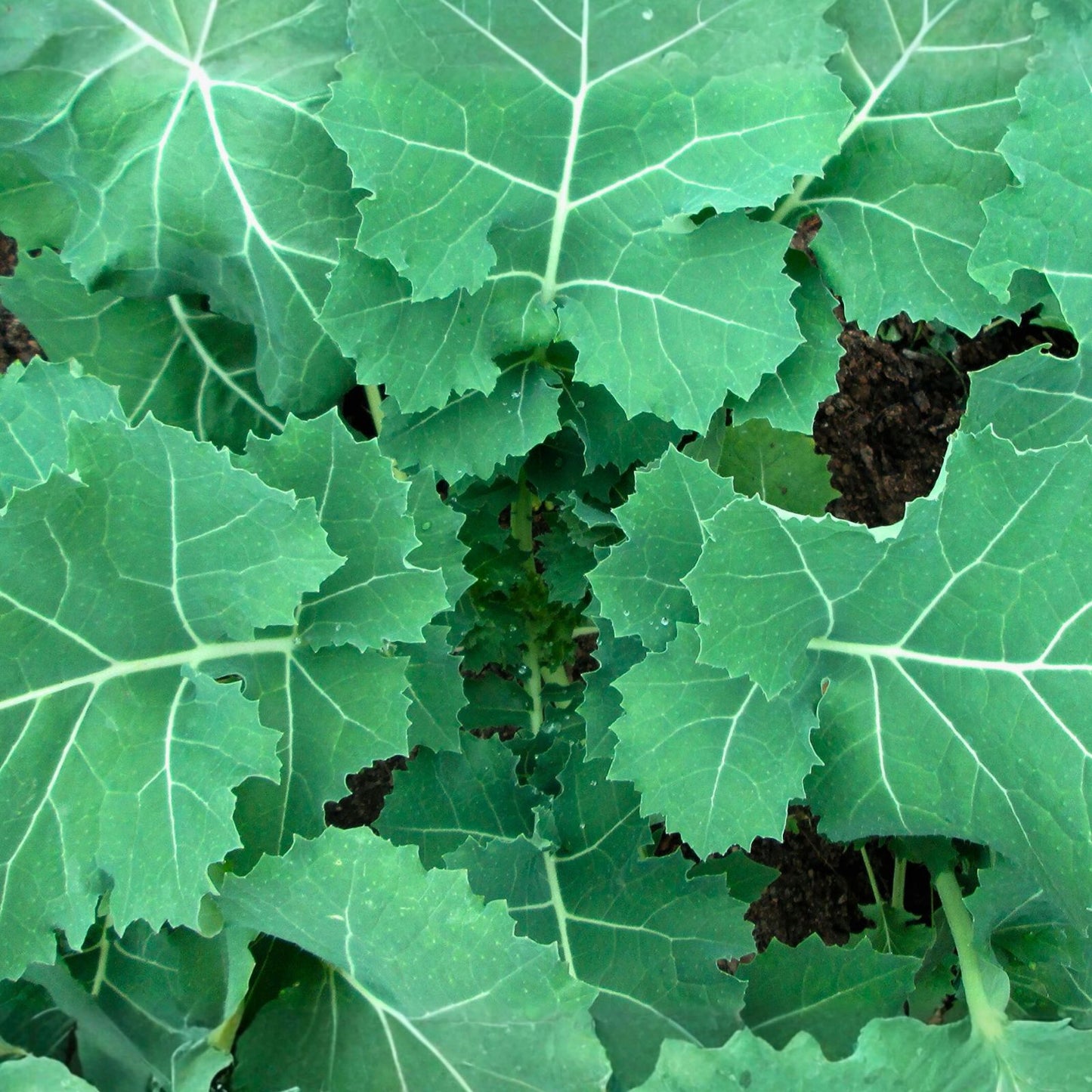 Non-GMO Kale Seeds 100 Count | Leafy Green Salad and Cooking | Brassica oleracea | Live Plant, Starter, Cutting