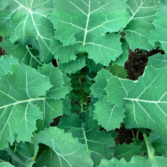 Non-GMO Kale Seeds 100 Count | Leafy Green Salad and Cooking | Brassica oleracea | Live Plant, Starter, Cutting
