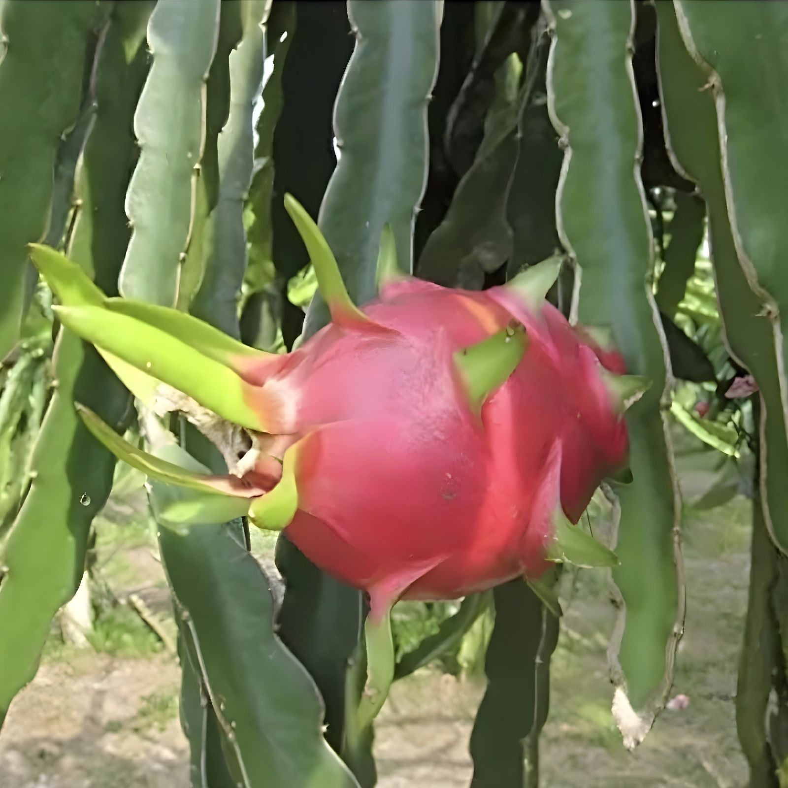 Dragon Fruit Cuttings 10 Pack White Flush Hylocereus undatus Live Plant Starter Bare Root 8-14 Inches
