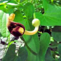 Golden Wax Bean Seeds – Heirloom Phaseolus vulgaris, Organic Non-GMO, 50+ Seeds, Made in USA, Ships from Iowa