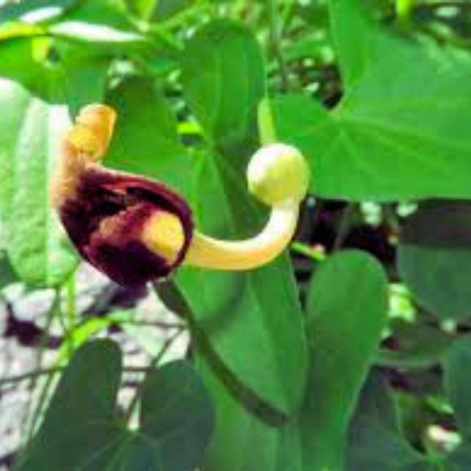 Golden Wax Bean Seeds – Heirloom Phaseolus vulgaris, Organic Non-GMO, 50+ Seeds, Made in USA, Ships from Iowa