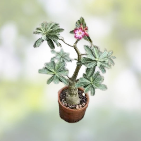 Hybrid Adenium Succulent 2.5" Rooted Plant, Rare Desert Rose, Adenium arabicum x A. socotranum - BloomHavenNursery