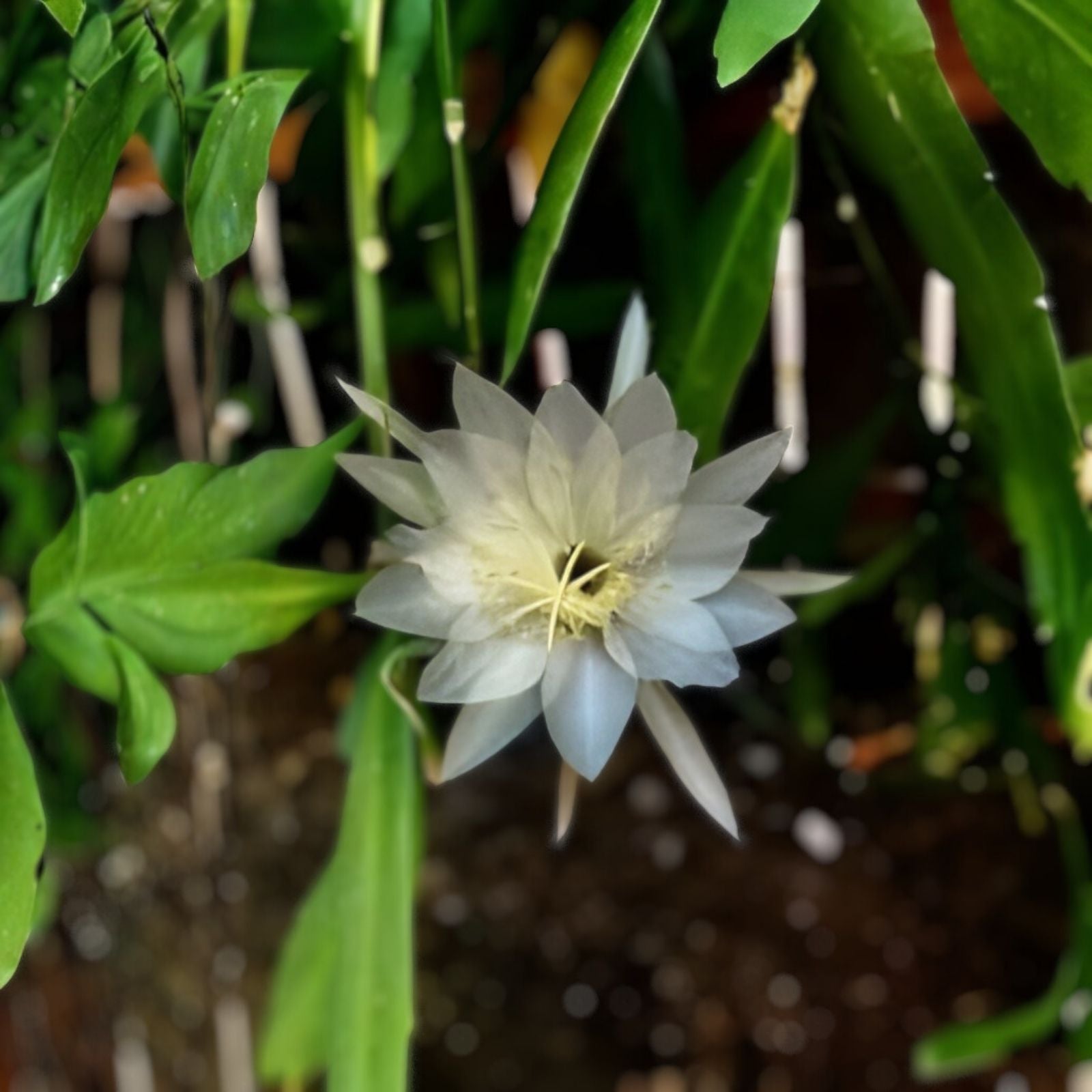 Epiphyllum Cuttings 8-10 Inches Long | Hookeri & Blooming Night Varieties | Fragrant Succulent Plant Propagation