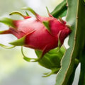 Dragon Fruit Cutting 6-8 inches, Pitaya Cactus, Fresh Tropical Fruit Plant, Ready to Plant, No Root, Fast Growing for Home Garden