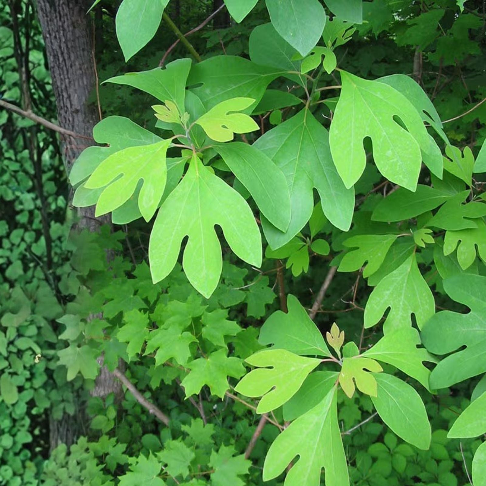 Sassafras albidum Tree Cuttings 6-8 inches Live Plant for Propagation Bare Root Starter Plant