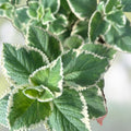 Cuban Oregano Plant 5+ Inch in 4" Pot, Mexican Mint, Spanish Thyme, Indian Borage, Plectranthus amboinicus, Easy to Grow