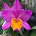 Cattleya Orchid Plant 2 Stem Bare Root Starter - Exotic Flowering Orchid - Easy to Grow, No Tag, Not Perfect Division