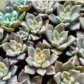 Rare Graptosedum Ghosty Succulent Cutting – 3-Inch Live Plant, Unique One-Head Variety, Easy Care, Unrooted Succulent Plant