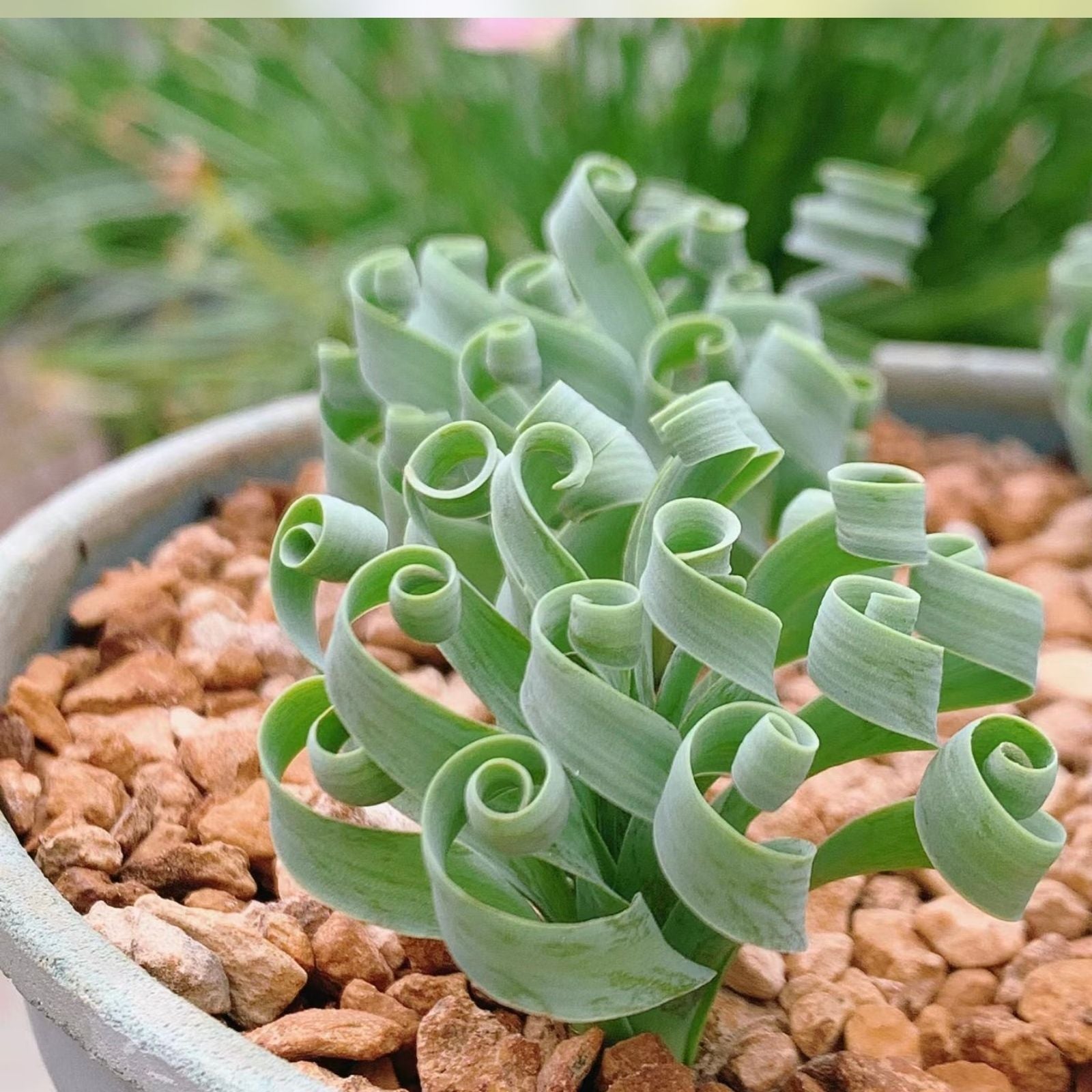 Albuca Humilis Succulent Bulb 2" Pot Indoor Plant Green White Blooms Houseplant Starter