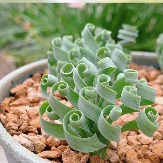 Albuca Humilis Succulent Bulb 2" Pot Indoor Plant Green White Blooms Houseplant Starter