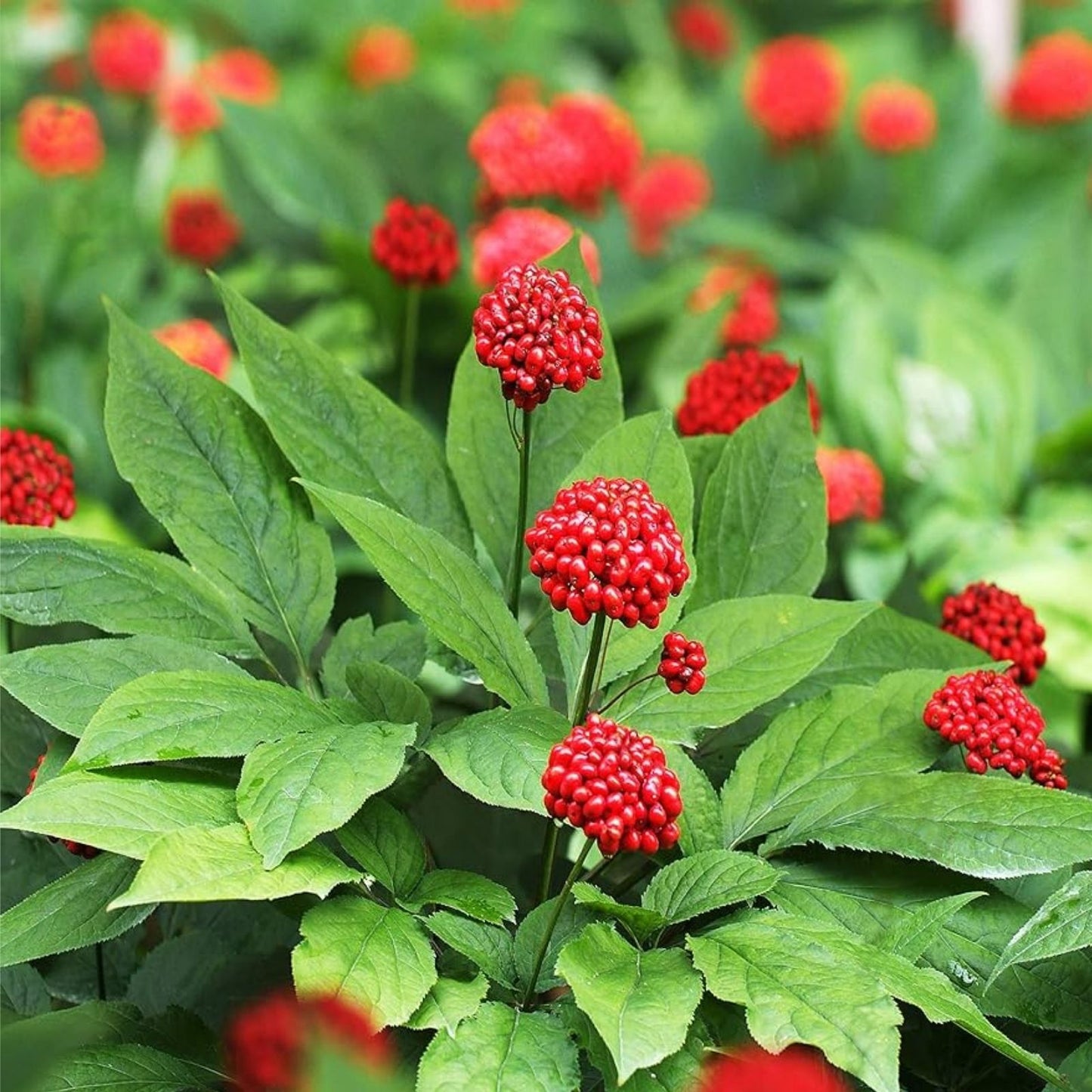 Siberian Ginseng Seeds 10 Pack | Eleutherococcus senticosus Herb Starter for Health & Wellness | Easy to Grow