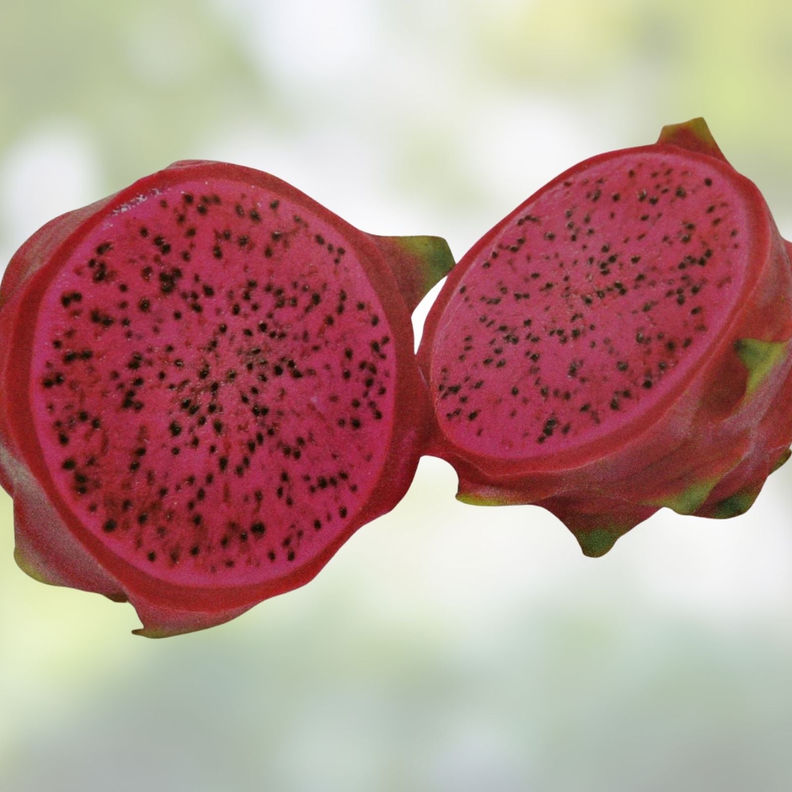 Dragon Fruit Cutting Halley's Comet Red Flesh Hylocereus Edible Cactus Plant Starter 8"