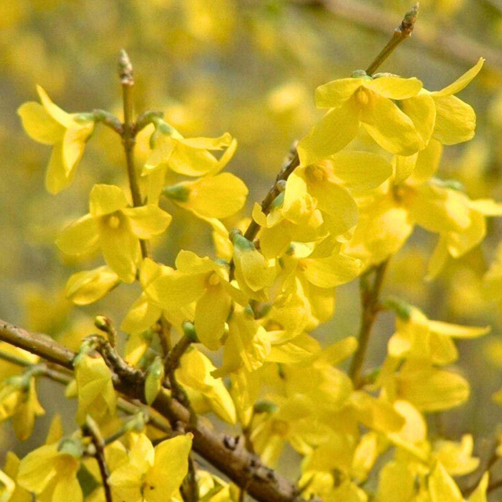 Forsythia x intermedia Cuttings 8 Unrooted Perennial Shrubs Spring Flowering Live Plant