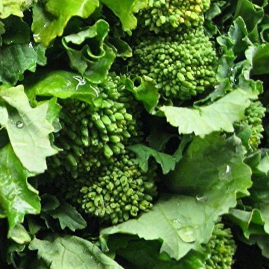 Heirloom Broccoli Raab Seeds Non-GMO Rapini Seeds Organic Vegetable Seeds Brassica rapa var. ruvo 500