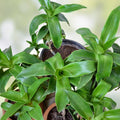 Callisia fragrans Pups 5 Basket Plant Cuttings - Live False Bromeliad Indoor Houseplant Propagation