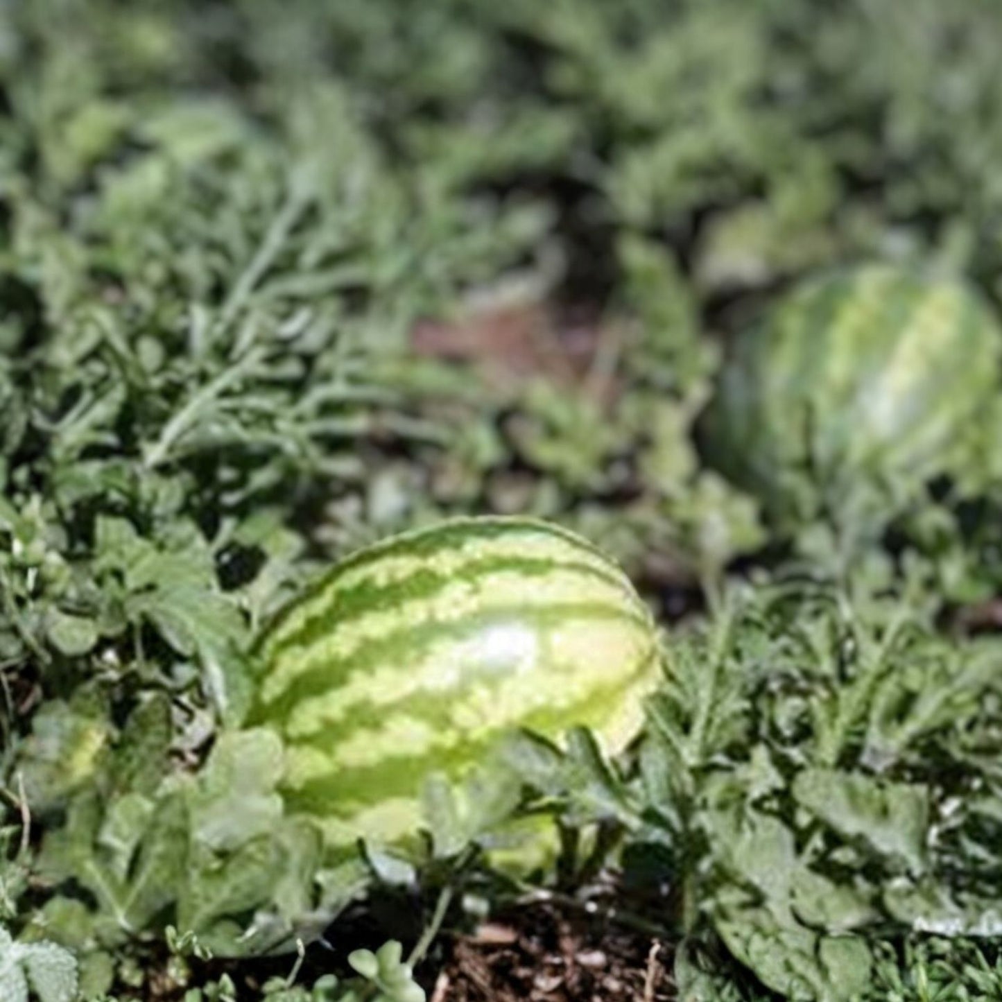 Kleckley's Sweet Watermelon Seeds Heirloom Citrullus lanatus Large Garden Planting 100 Seeds Live Plant or Cutting