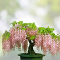 Hinoki Cypress Bonsai Tree Seeds 20 Pack, Evergreen Chamaecyparis obtusa Garden Planting Kit, Easy to Grow