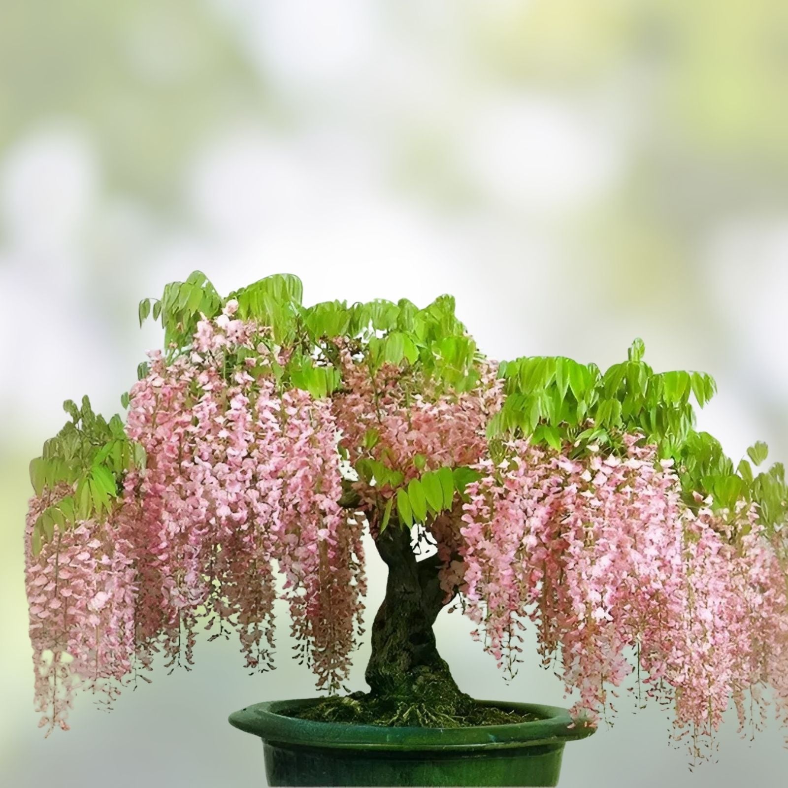 Hinoki Cypress Bonsai Tree Seeds 20 Pack, Evergreen Chamaecyparis obtusa Garden Planting Kit, Easy to Grow