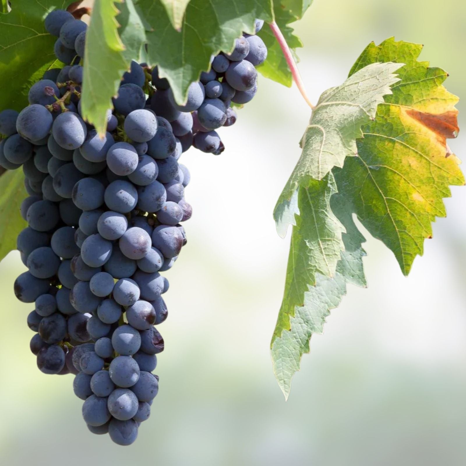 Thompson Grape Vine Cuttings Green Seedless Table Grapes Vitis vinifera Live Plant or Starter Plant