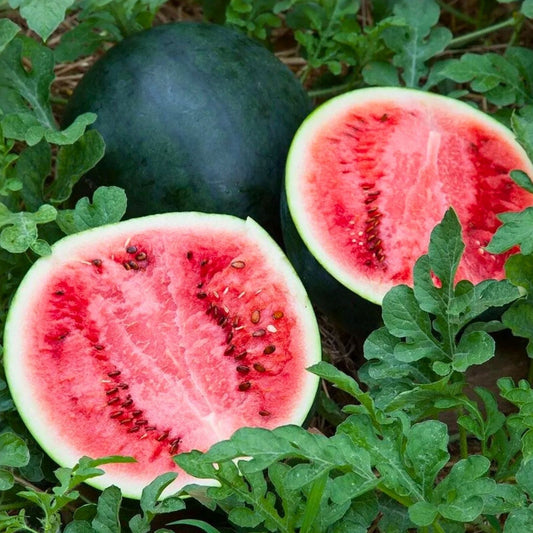 Heirloom Watermelon Seeds 6-Pack Non-GMO Sweet Citrullus lanatus Garden Starter Plant Cutting