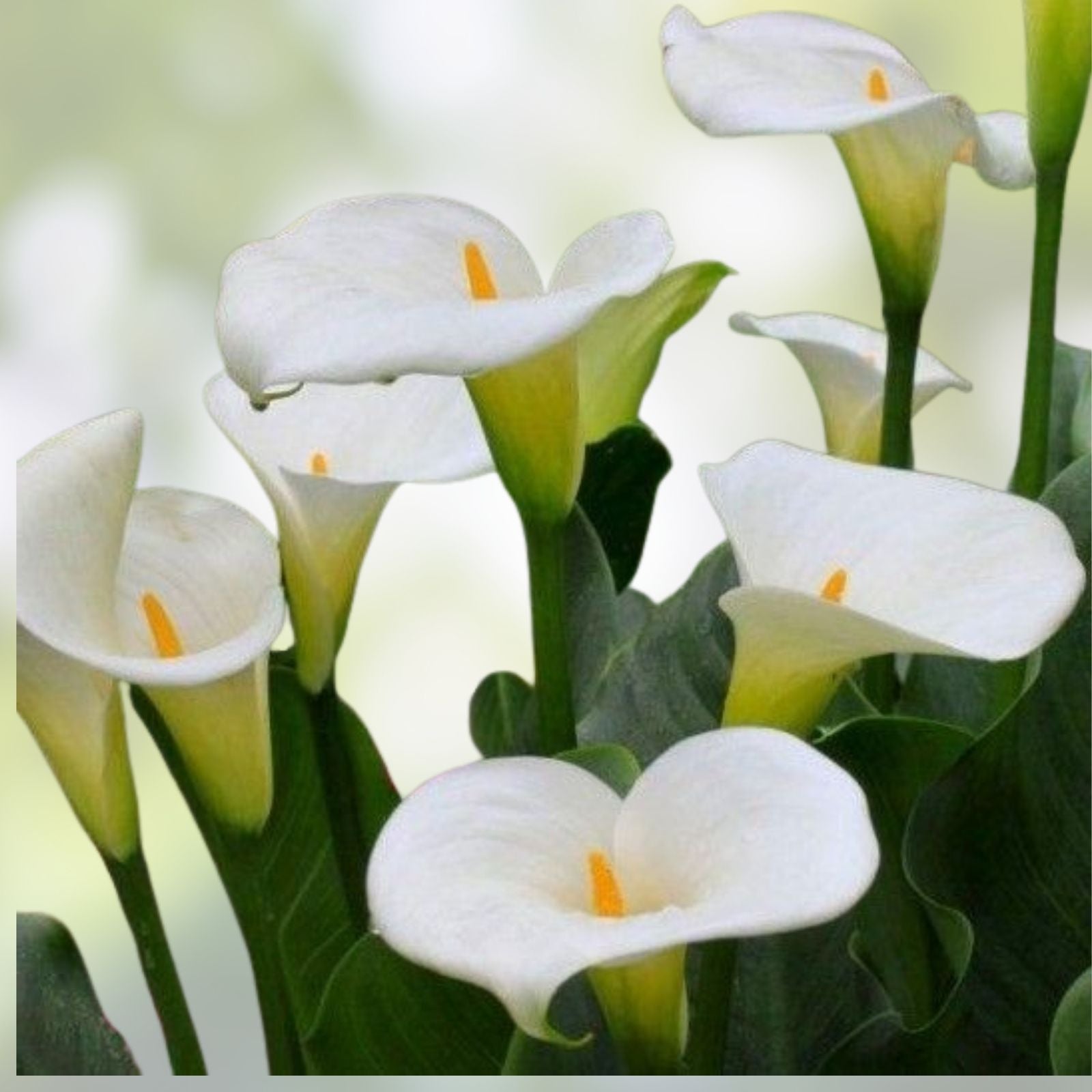 White Calla Lily Bulbs Zantedeschia aethiopica Live Perennial Flower Bulbs for Garden Planting 10
