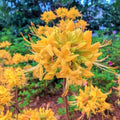 Aromi Azalea Starter Plant - Deciduous Rhododendron for Garden and Landscape - Dormant Shrub, In Stock