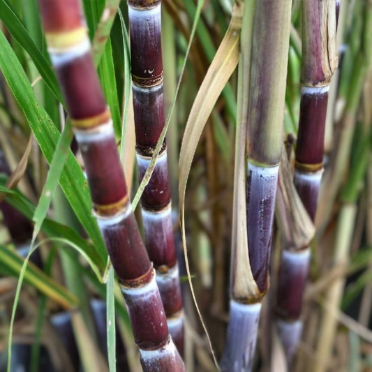 Organic Sugar Cane Cuttings 3 Large Pieces Sweet Variety Saccharum officinarum Live Plant Starter