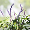 Purple Love Grass Seeds 500 Count - Ornamental Eragrostis spectabilis Flowering Grass Live Plant Bare Root Starter Plant