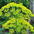 Heirloom Dill Seeds Mammoth Long Island Non-GMO Herb Seeds for Cooking & Gardening 50+