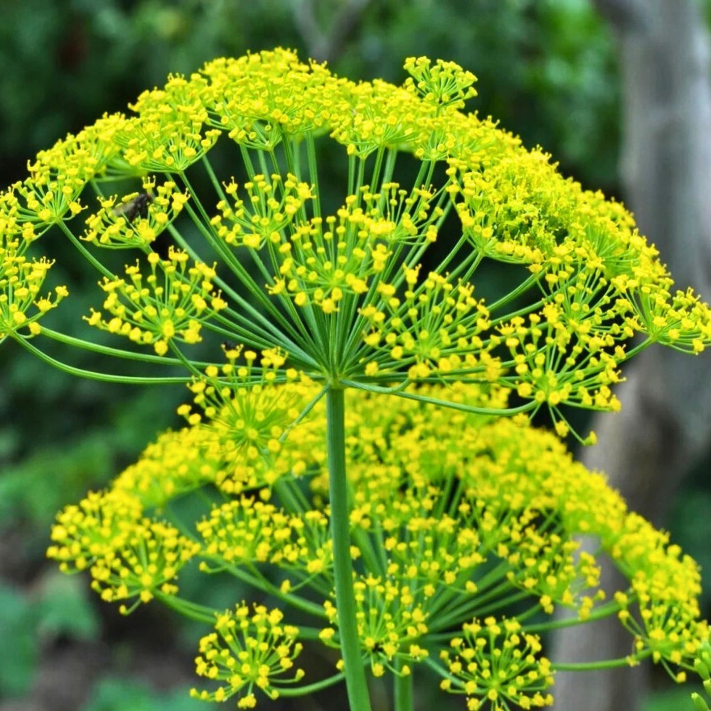 Heirloom Dill Seeds Mammoth Long Island Non-GMO Herb Seeds for Cooking & Gardening 50+