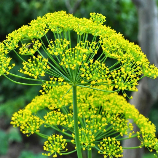 Heirloom Dill Seeds Mammoth Long Island Non-GMO Herb Seeds for Cooking & Gardening 50+