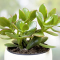Jade Plant Cuttings 5 Succulents 3-5 inches Crassula ovata Money Plant Lucky Indoor Plant Fast Shipping