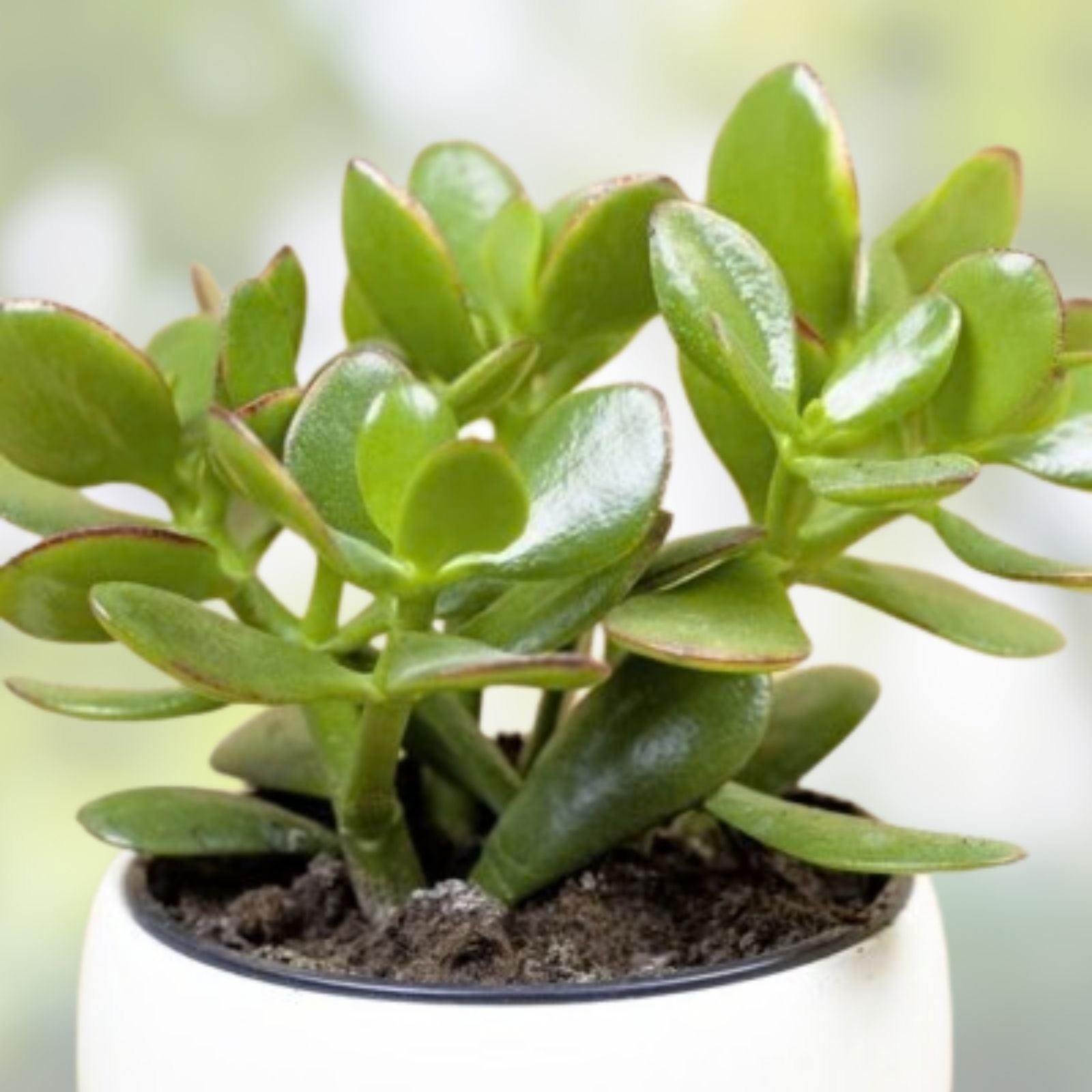 Jade Plant Cuttings 5 Succulents 3-5 inches Crassula ovata Money Plant Lucky Indoor Plant Fast Shipping
