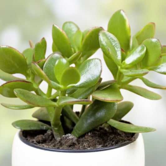 Jade Plant Cuttings 5 Succulents 3-5 inches Crassula ovata Money Plant Lucky Indoor Plant Fast Shipping