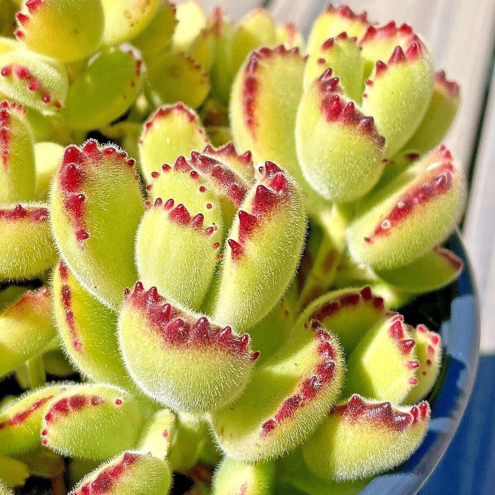 Cotyledon Variegated Bears Paw Succulent Cutting - 2-Inch Live Plant - Rare Unrooted Succulent Propagation - BloomHavenNursery