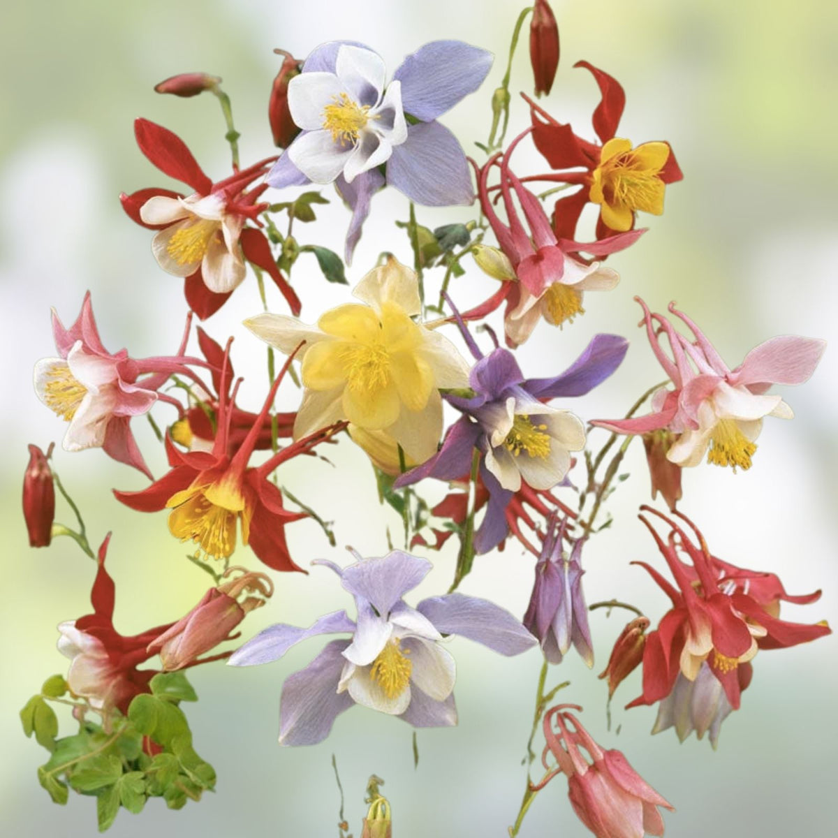 Multicolor Columbine Seeds 100 Pack – Non-GMO Aquilegia caerulea McKana Garden Flower Seeds