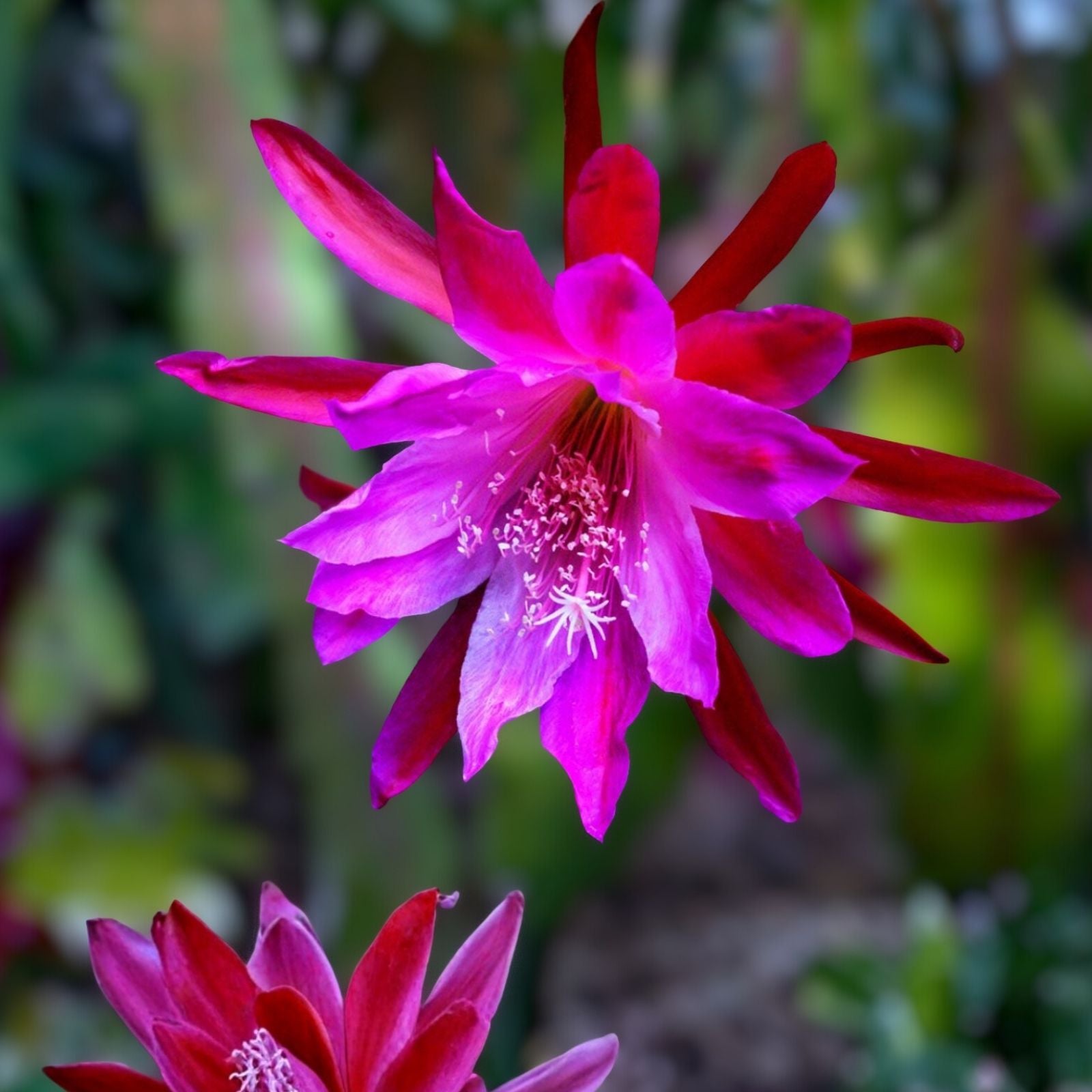 Epiphyllum 'Blue Paradise' Unrooted Cutting - Rare Orchid Cactus - Colorful Houseplant - Epiphyllum oxypetalum - Easy to Grow