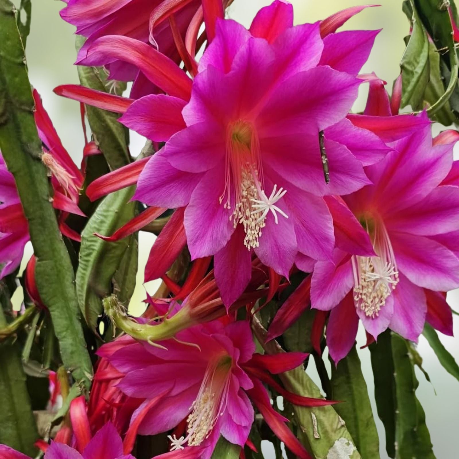 Epiphyllum Orchid Cactus Cutting IGVAZU FALLS Variety Live Succulent Houseplant Easy Care Unique Flowering Plant