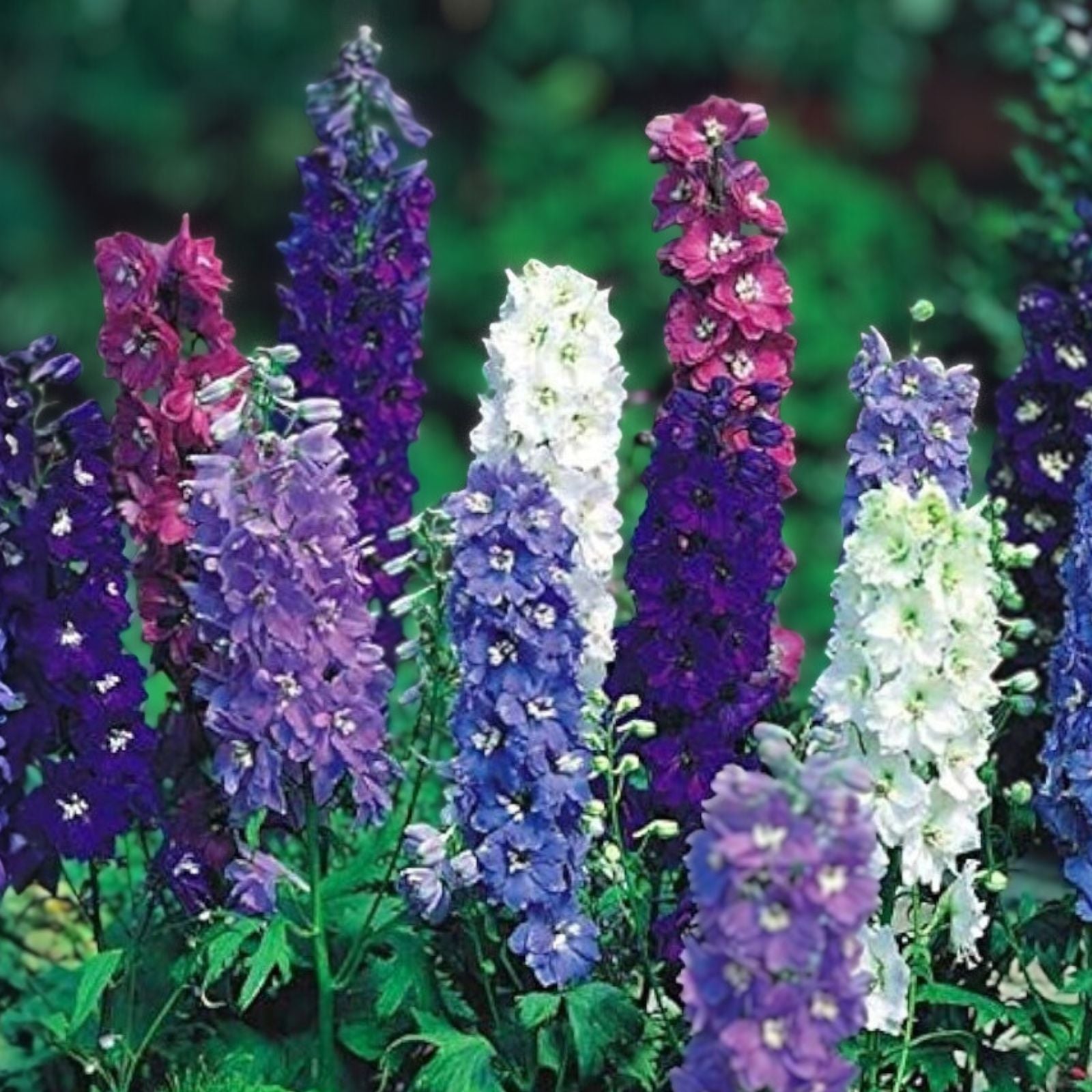 Delphinium Seeds 1000 Pack Giant Imperial Mix Flower Seeds for Garden, Delphinium elatum, Live Plant, Cutting, Bare Root, Starter Plant