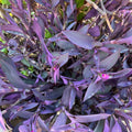 Purple Hearts Plant Cuttings - Tradescantia Zebrina - 5 Pack in 2" or 4" Pot - Wandering Jew Houseplant - Indoor Gardening