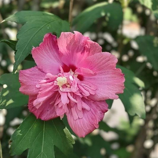 Hibiscus Syriacus Cuttings Assorted Colors Hardy Live Plant Starter Bare Root Houseplant - bloomhavennursery