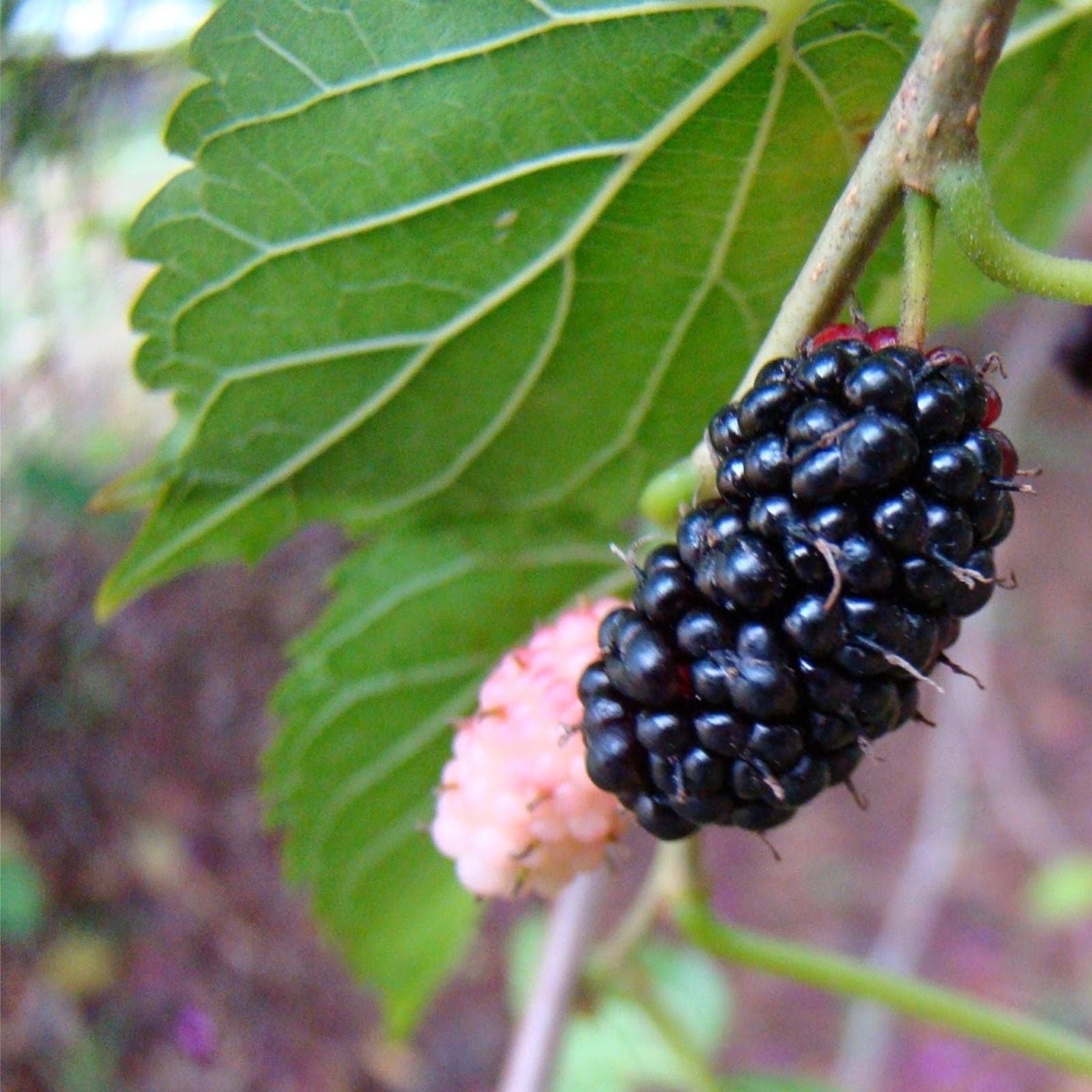 Texas Mulberry Tree Cuttings Morus microphylla Live Plant Bare Root Starter 7-10 inches