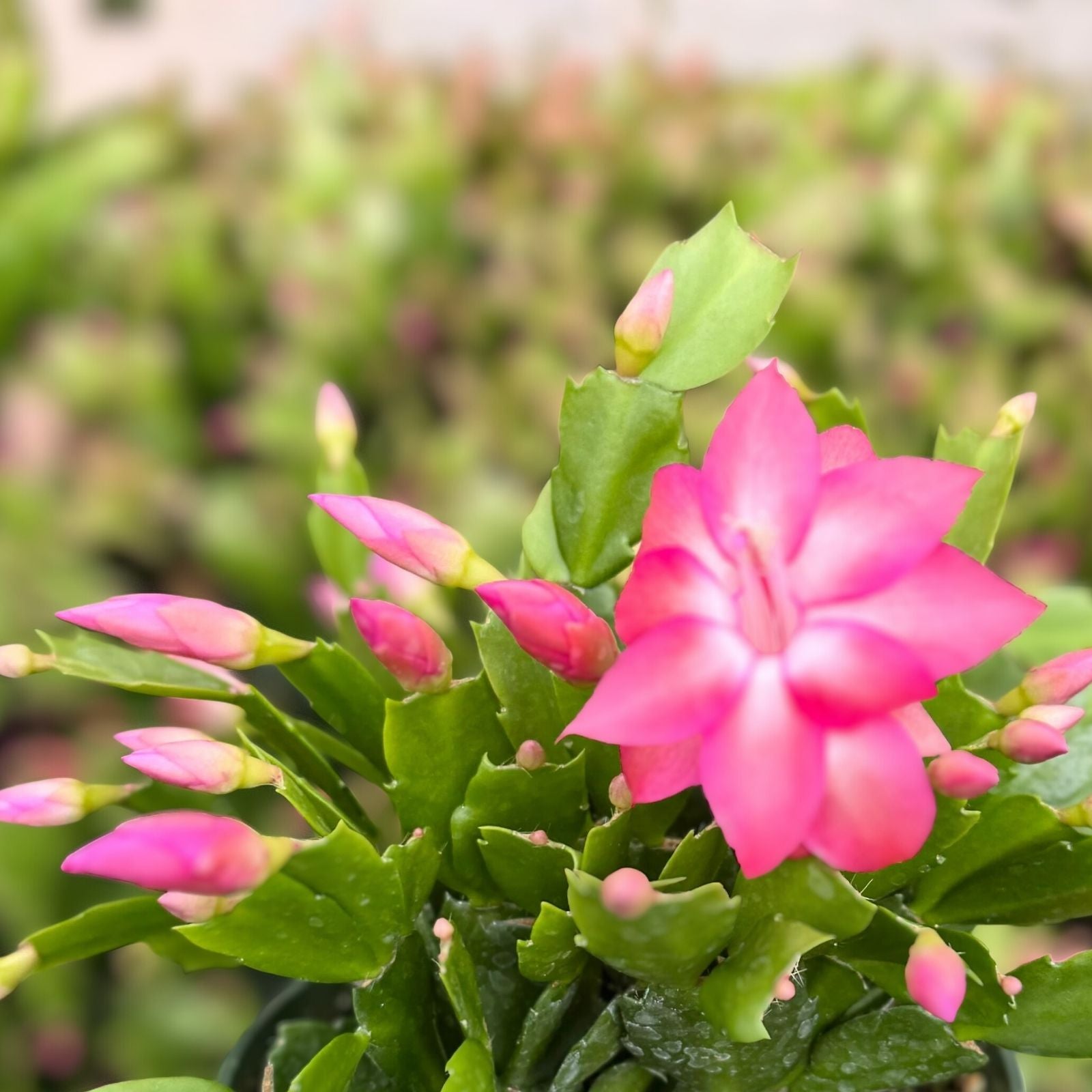 Christmas Cactus Cuttings 3 Segments, Schlumbergera, Indoor Houseplant, Easy Care Succulent, Live Plant, Starter Plant
